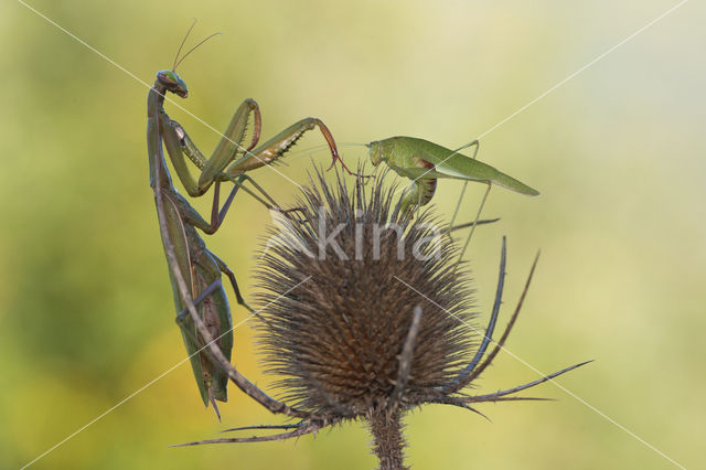 Bidsprinkhaan sp. (Mantis sp.)