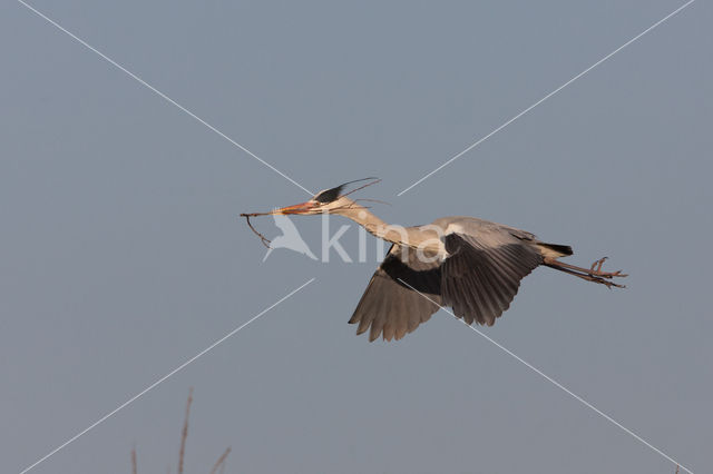 Blauwe Reiger (Ardea cinerea)