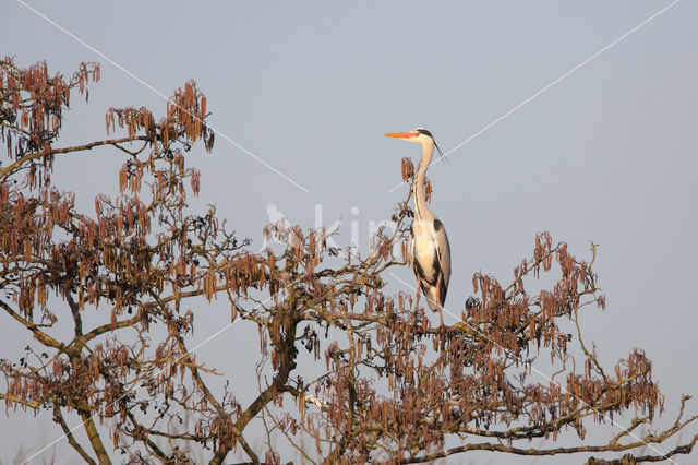 Blauwe Reiger (Ardea cinerea)