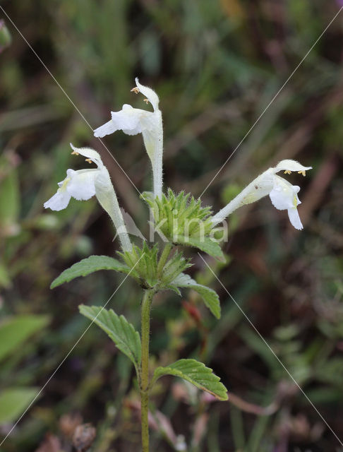 Bleekgele hennepnetel (Galeopsis segetum)