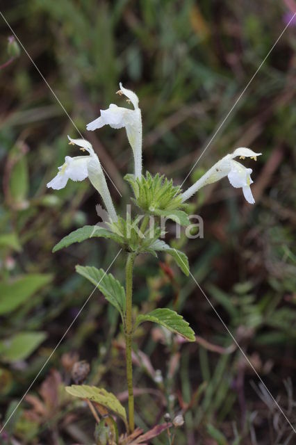 Downy Hemp-nettle (Galeopsis segetum)