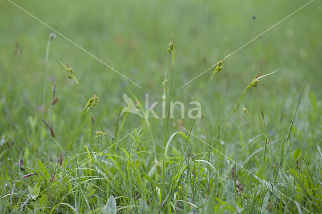 Bleke zegge (Carex pallescens)