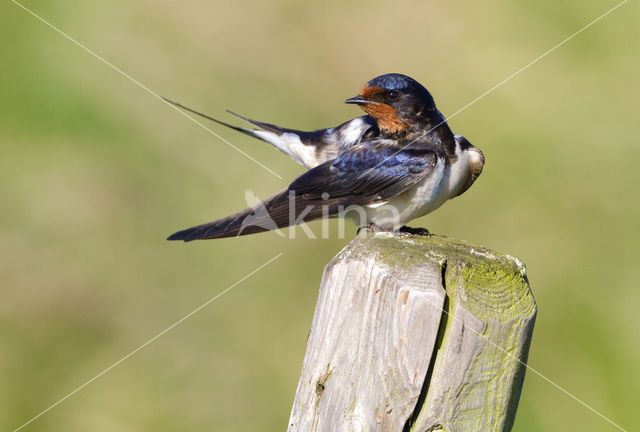 Boerenzwaluw (Hirundo rustica)