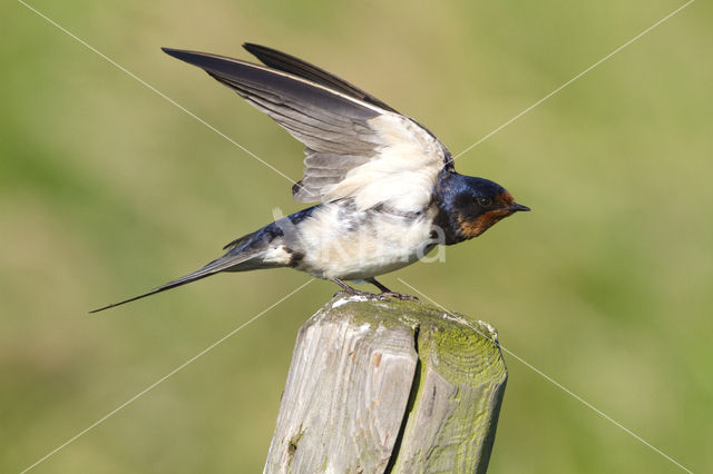 Boerenzwaluw (Hirundo rustica)