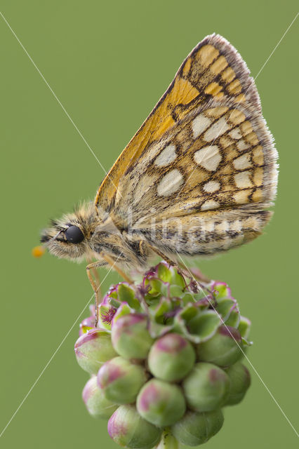 Bont dikkopje (Carterocephalus palaemon)