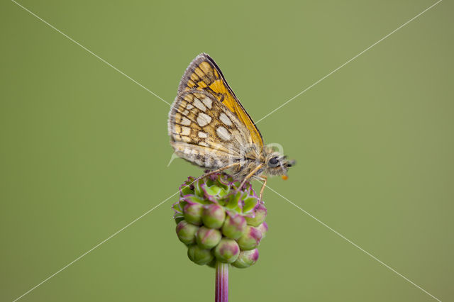 Bont dikkopje (Carterocephalus palaemon)