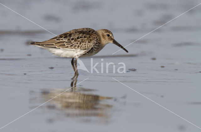 Bonte Strandloper (Calidris alpina)