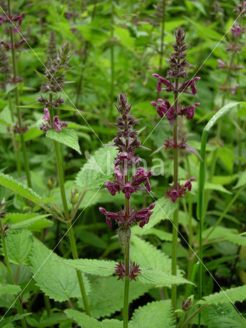 Bosandoorn (Stachys sylvatica)