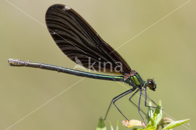 Bosbeekjuffer (Calopteryx virgo)