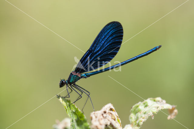 Bosbeekjuffer (Calopteryx virgo)