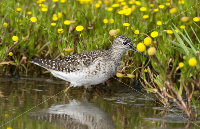 Bosruiter (Tringa glareola)