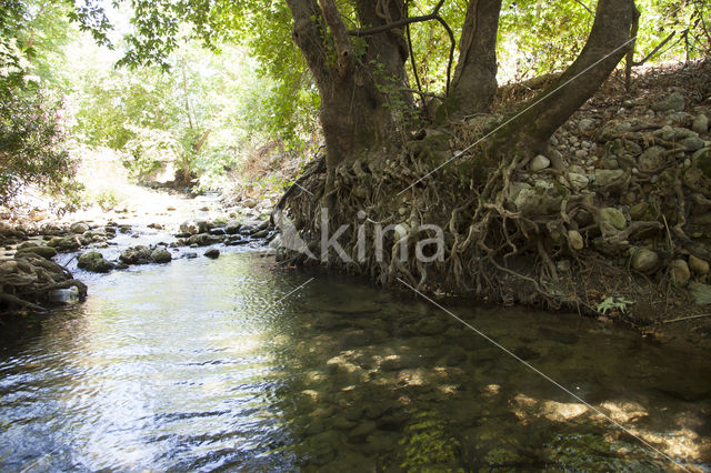 Boyeria cretensis (rode lijst  IUCN