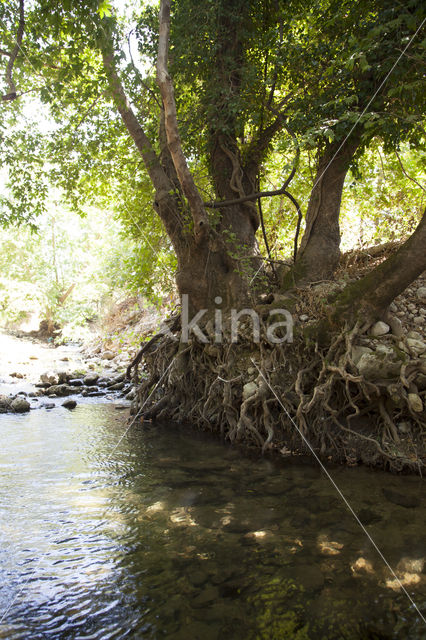 Boyeria cretensis (rode lijst  IUCN