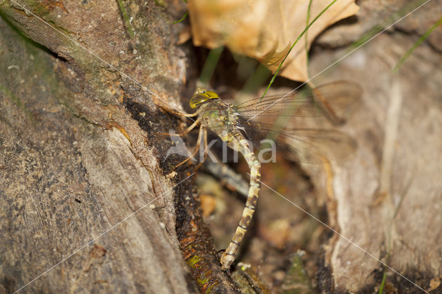 Boyeria cretensis (rode lijst  IUCN