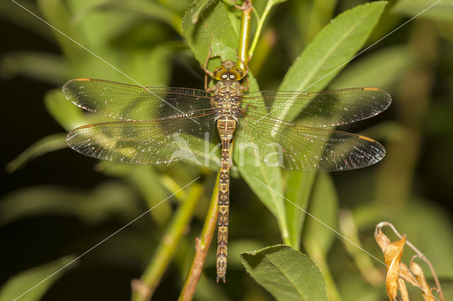 Boyeria cretensis (rode lijst  IUCN