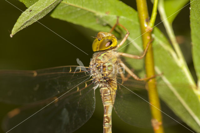 Boyeria cretensis (rode lijst  IUCN