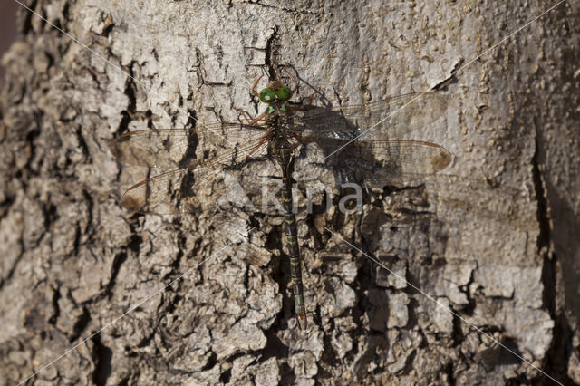 Boyeria cretensis (rode lijst  IUCN