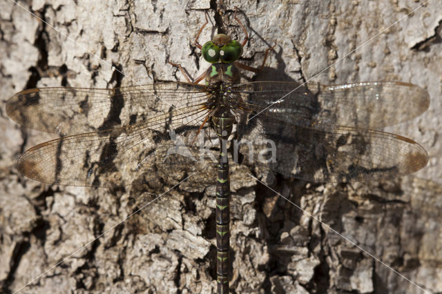 Boyeria cretensis (rode lijst  IUCN