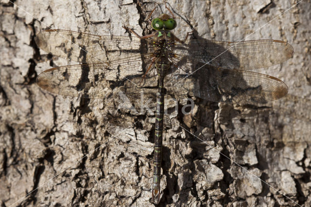 Boyeria cretensis (rode lijst  IUCN