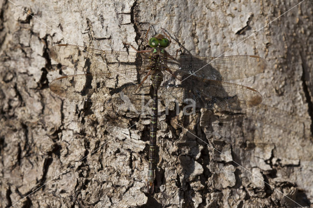 Boyeria cretensis (rode lijst  IUCN