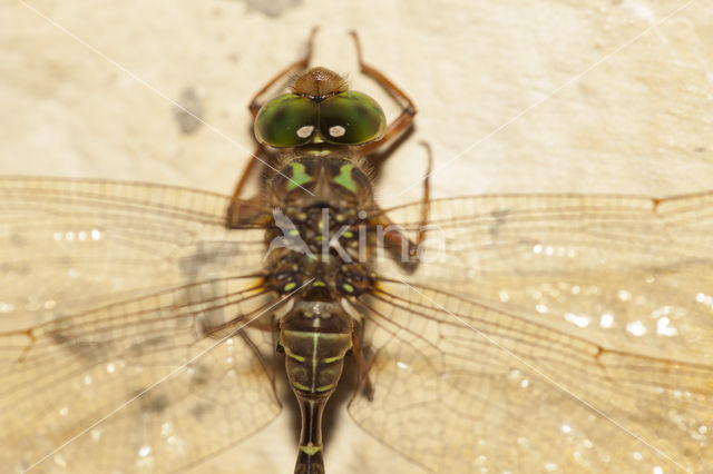 Boyeria cretensis (rode lijst  IUCN