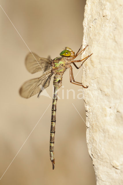 Boyeria cretensis (rode lijst  IUCN