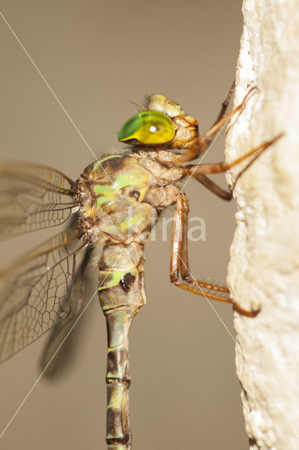 Boyeria cretensis (rode lijst  IUCN