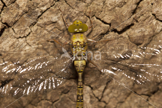 Boyeria cretensis (rode lijst  IUCN