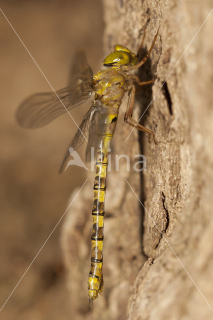 Boyeria cretensis (rode lijst  IUCN