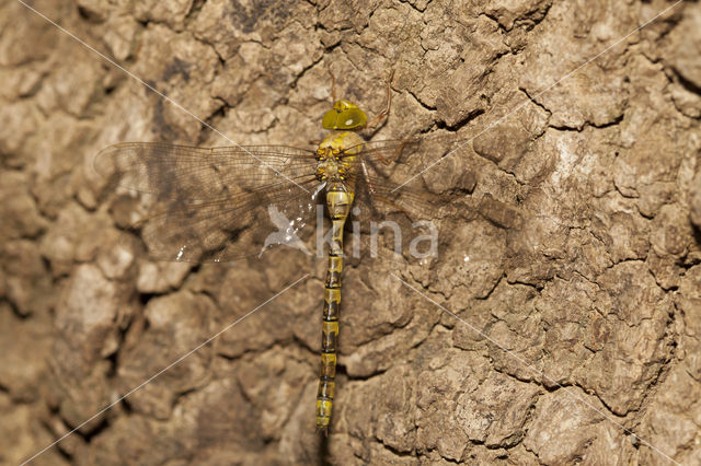 Boyeria cretensis (rode lijst  IUCN