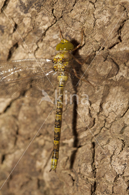 Boyeria cretensis (rode lijst  IUCN