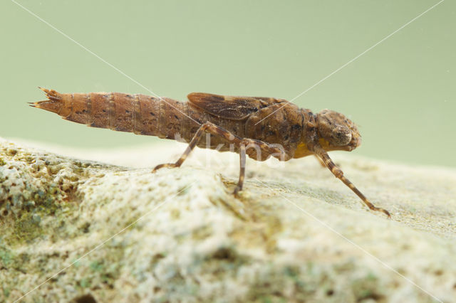 Boyeria cretensis (rode lijst  IUCN