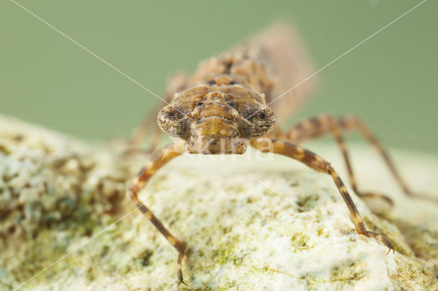 Boyeria cretensis (rode lijst  IUCN