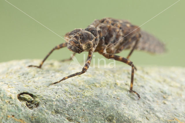 Boyeria cretensis (rode lijst  IUCN