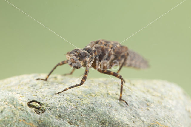 Boyeria cretensis (rode lijst  IUCN