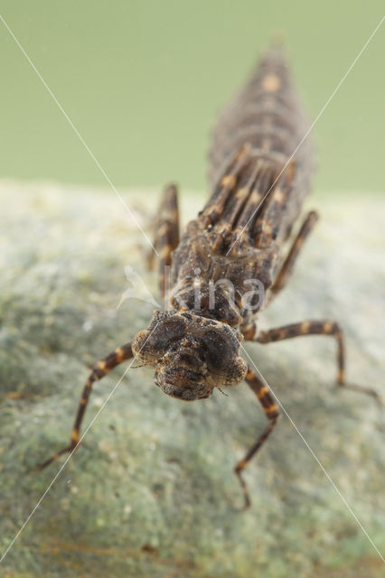 Boyeria cretensis (rode lijst  IUCN