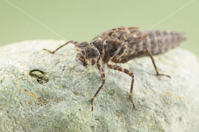 Boyeria cretensis (rode lijst  IUCN