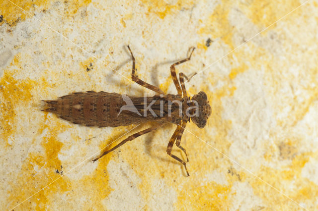 Boyeria cretensis (rode lijst  IUCN