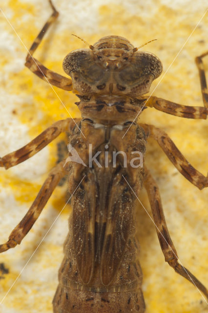 Boyeria cretensis (rode lijst  IUCN