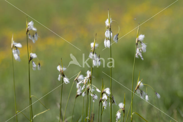 Breed wollegras (Eriophorum latifolium)