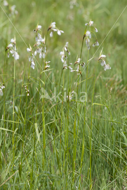 Breed wollegras (Eriophorum latifolium)