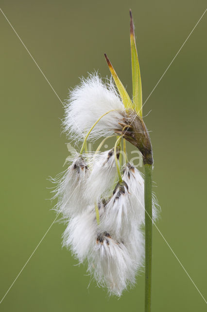 Breed wollegras (Eriophorum latifolium)