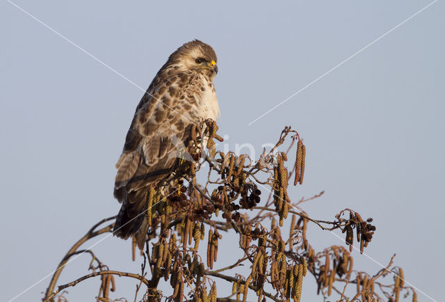 Buizerd (Buteo buteo)