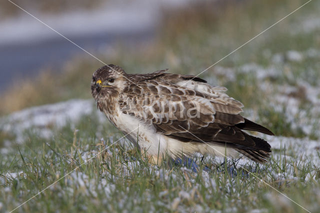 Buizerd (Buteo buteo)