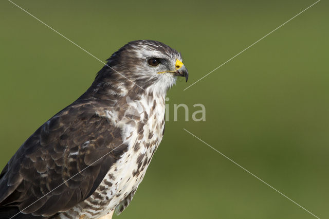 Buizerd (Buteo buteo)