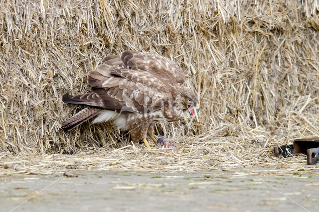 Buizerd (Buteo buteo)