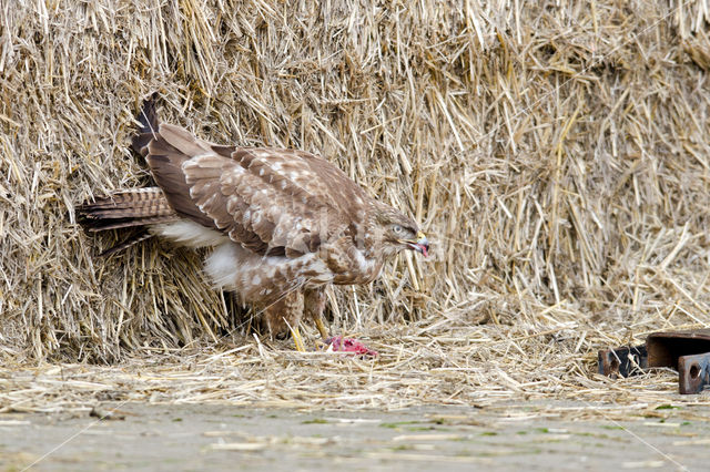 Buizerd (Buteo buteo)