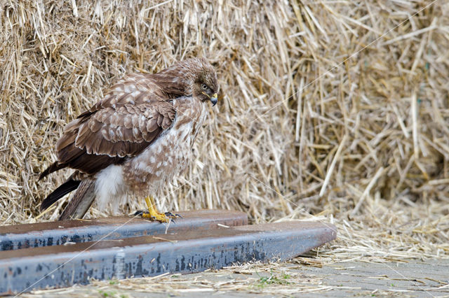 Buizerd (Buteo buteo)