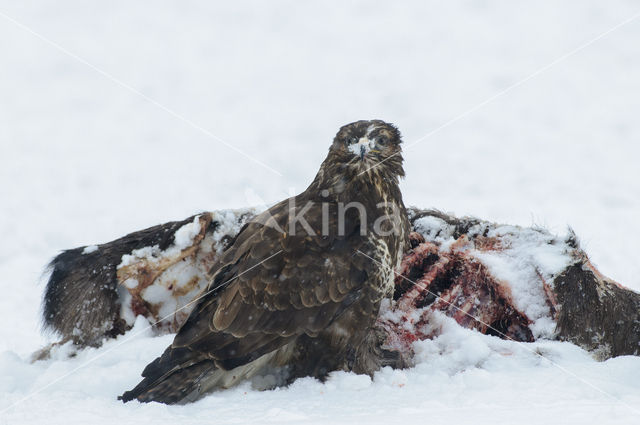 Buizerd (Buteo buteo)