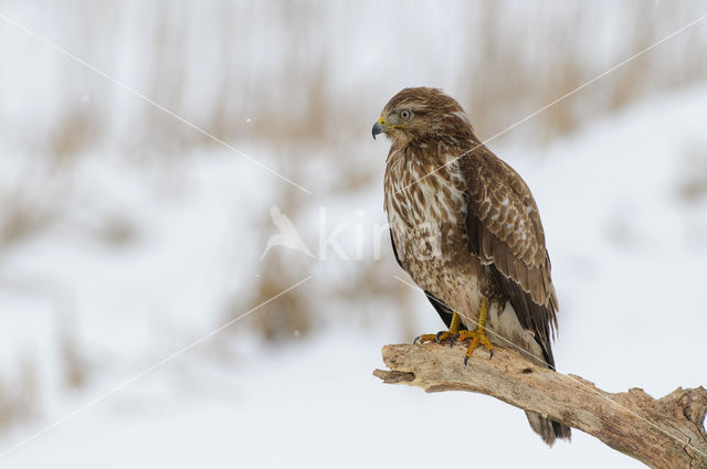 Buizerd (Buteo buteo)